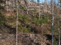 DSC3392 : Germany, HSB, Harz