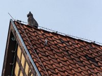 DSC2733 : Germany, HSB, Harz