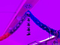 DSC2752 : Germany, HSB, Harz