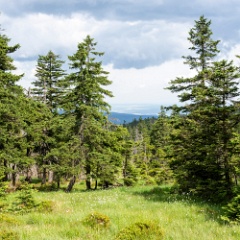 DSC 3041 : Germany, HSB, Harz