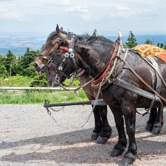 DSC 3155 : Germany, HSB, Harz