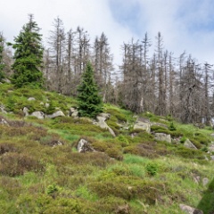 DSC3366 : Germany, HSB, Harz